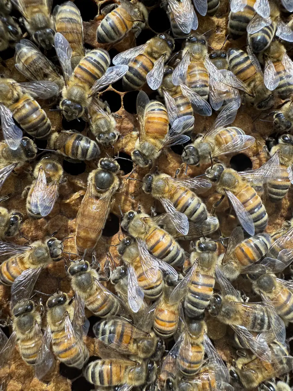 Honeybees crowded on comb