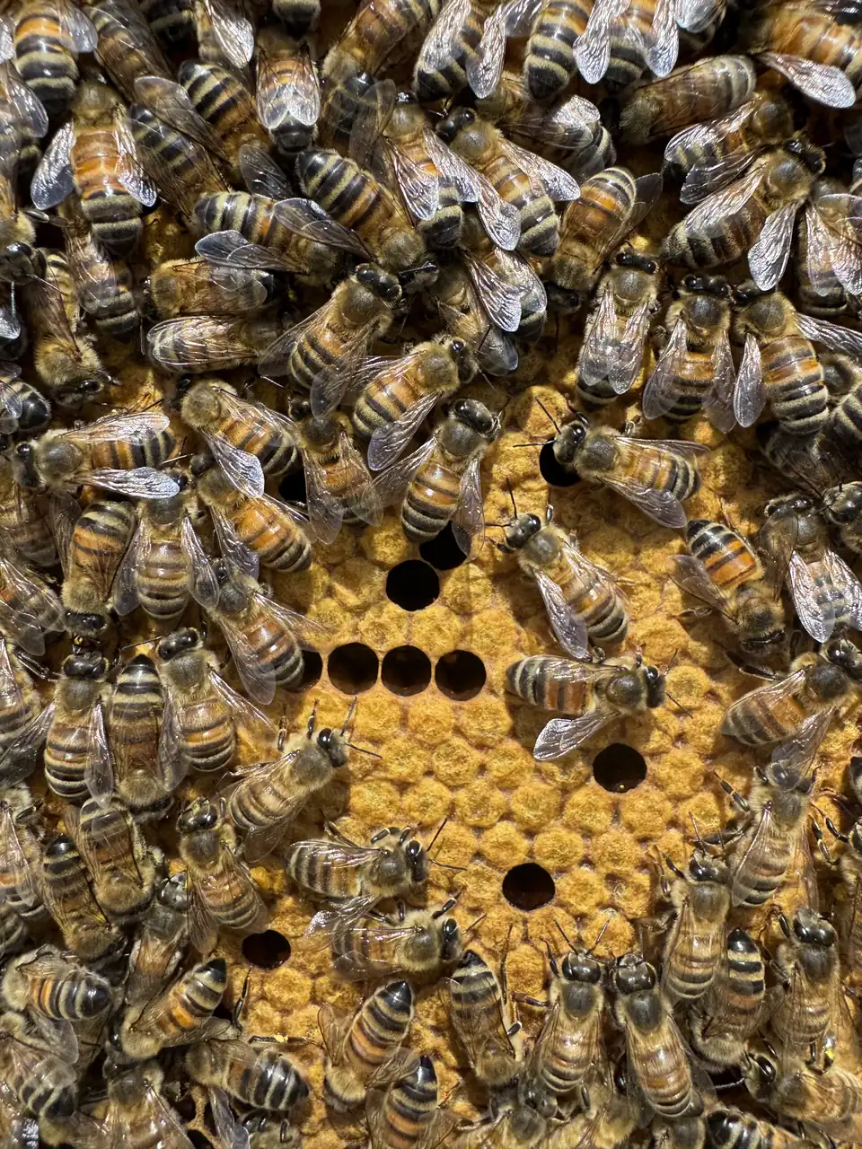 A frame of capped brood cells with bees walking over it