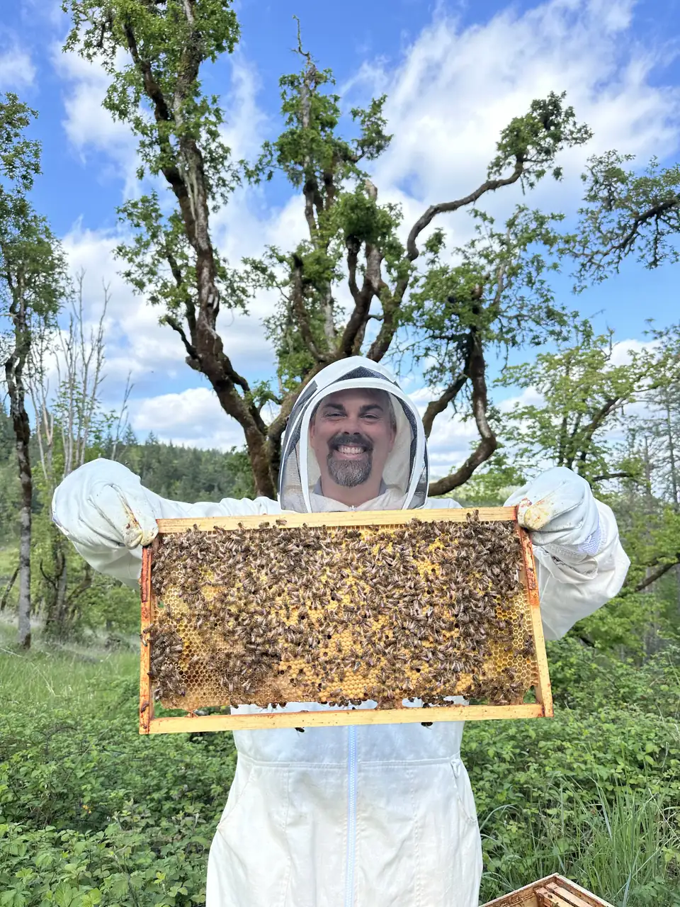 A smiling beekeeper in a veil holding up a frame of bees under the oaks