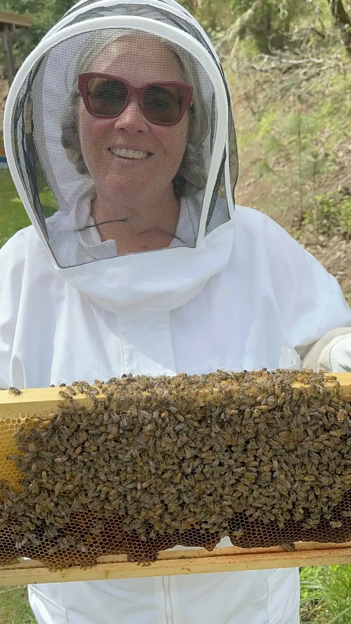 A beekeeper in a veil holding up a frame of bees