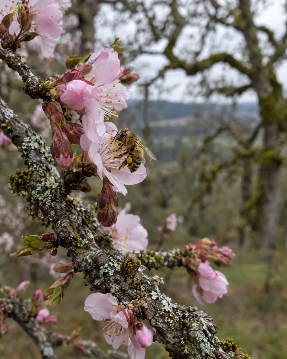 A honeybee on pale pink cherry blossoms on a mossy branch