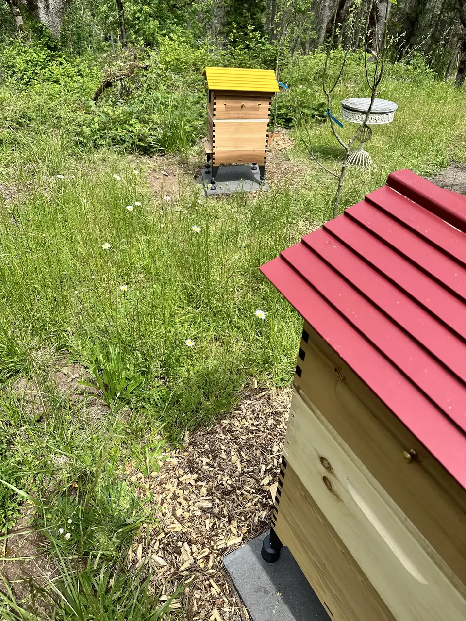 The red-roofed hive in the meadow with the yellow-roofed hive behind it