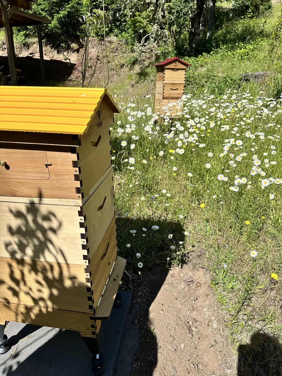 The yellow-roofed hive beside white daisies