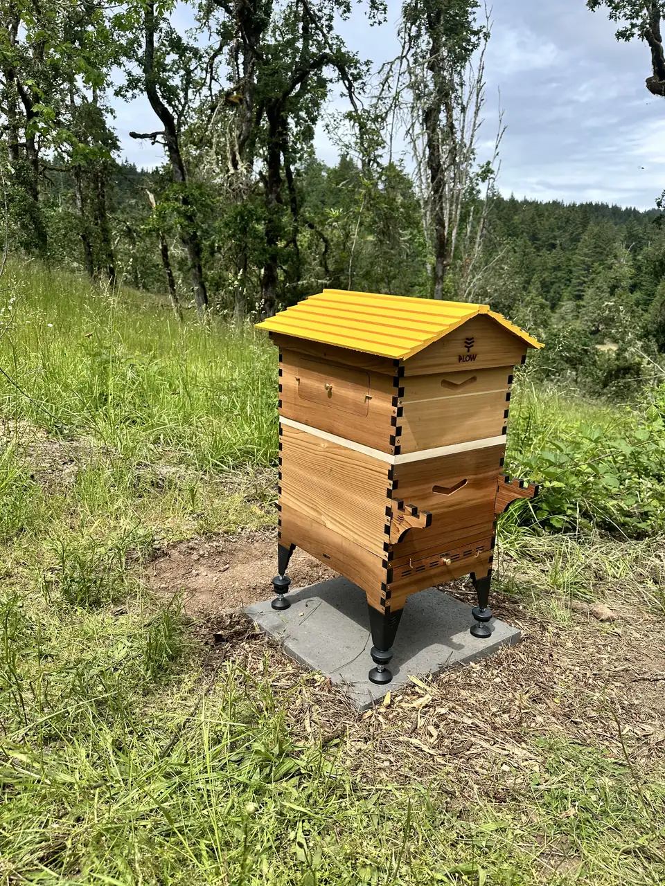 The yellow-roofed hive on its stand in tall grass
