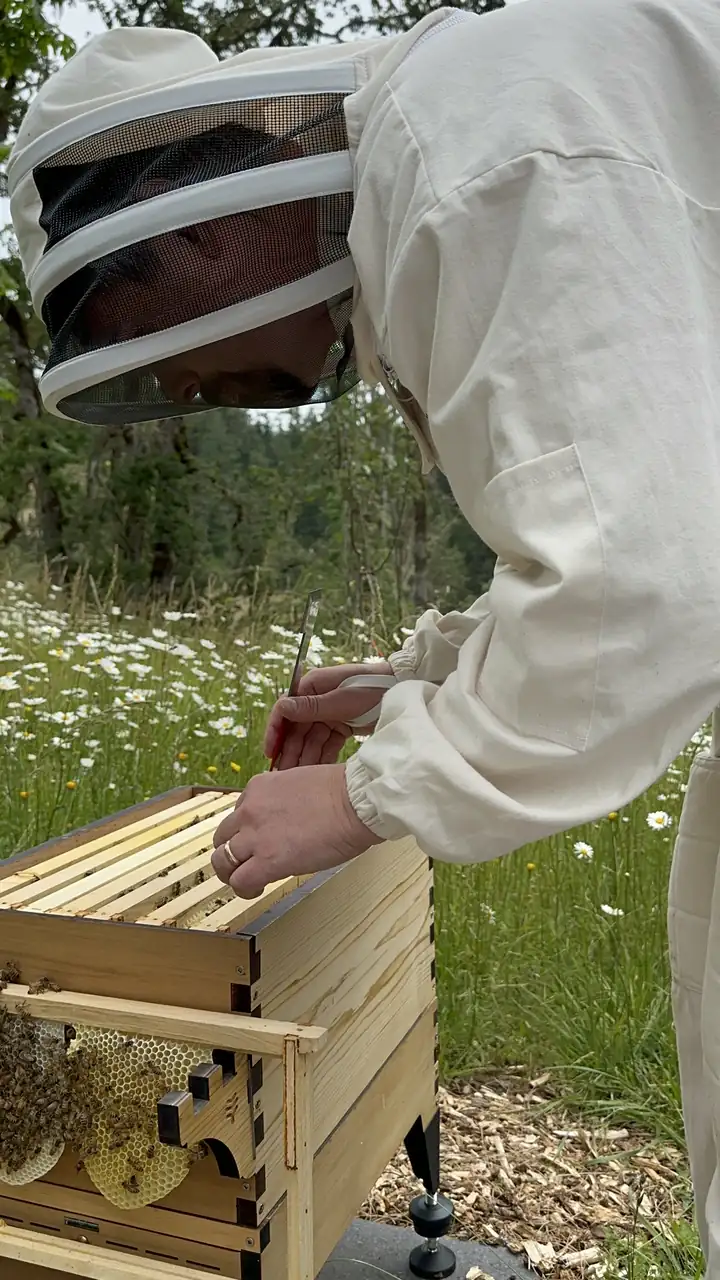 A beekeeper in a white suit lifting the top box off a hive