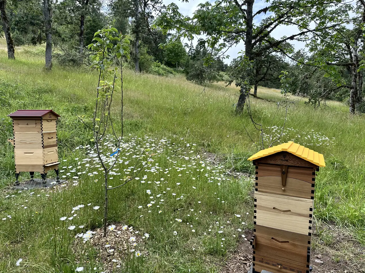 Two wooden hives, one with a red roof and one with a yellow roof, in a meadow of white daisies under oaks