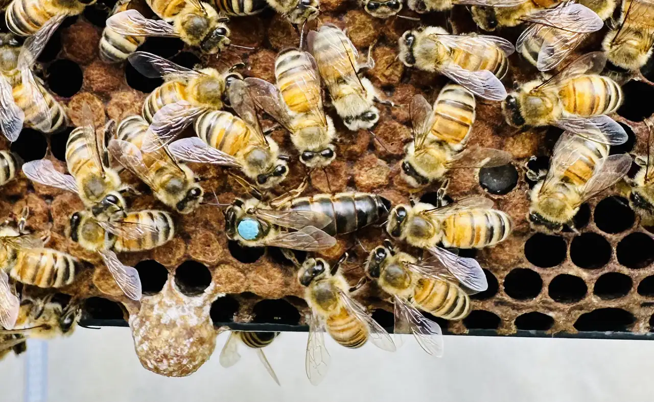 A queen bee with a blue dot on her back among workers on the comb