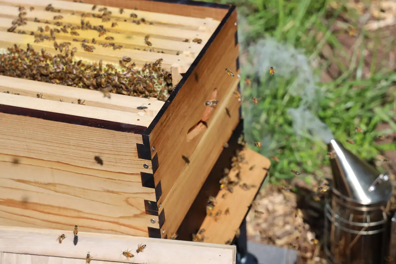 A bee smoker beside an open hive box with bees on the top bars